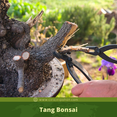 Tang Bonsai