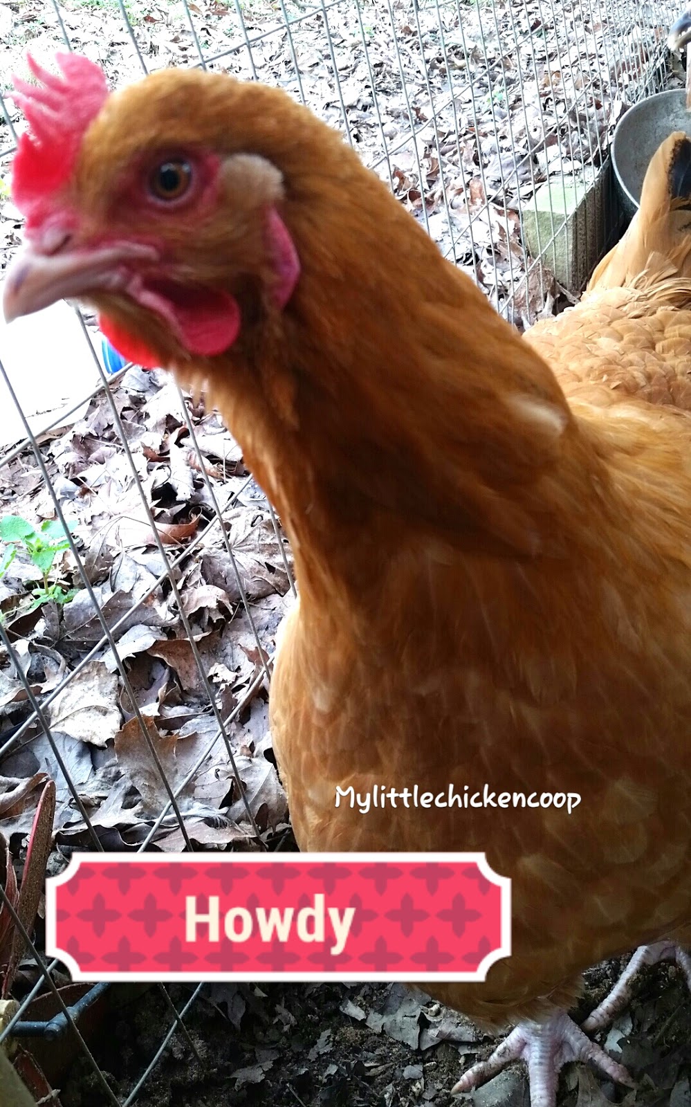 My Little Chicken Coop Why do raise chickens?