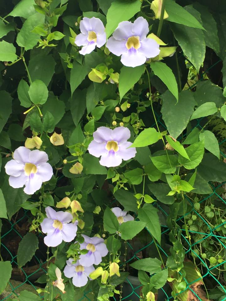 Thunbergia Grandiflora Flower