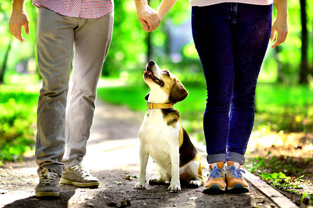 beagle beagle