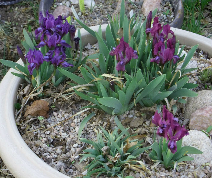 World of Irises Irises in Containers