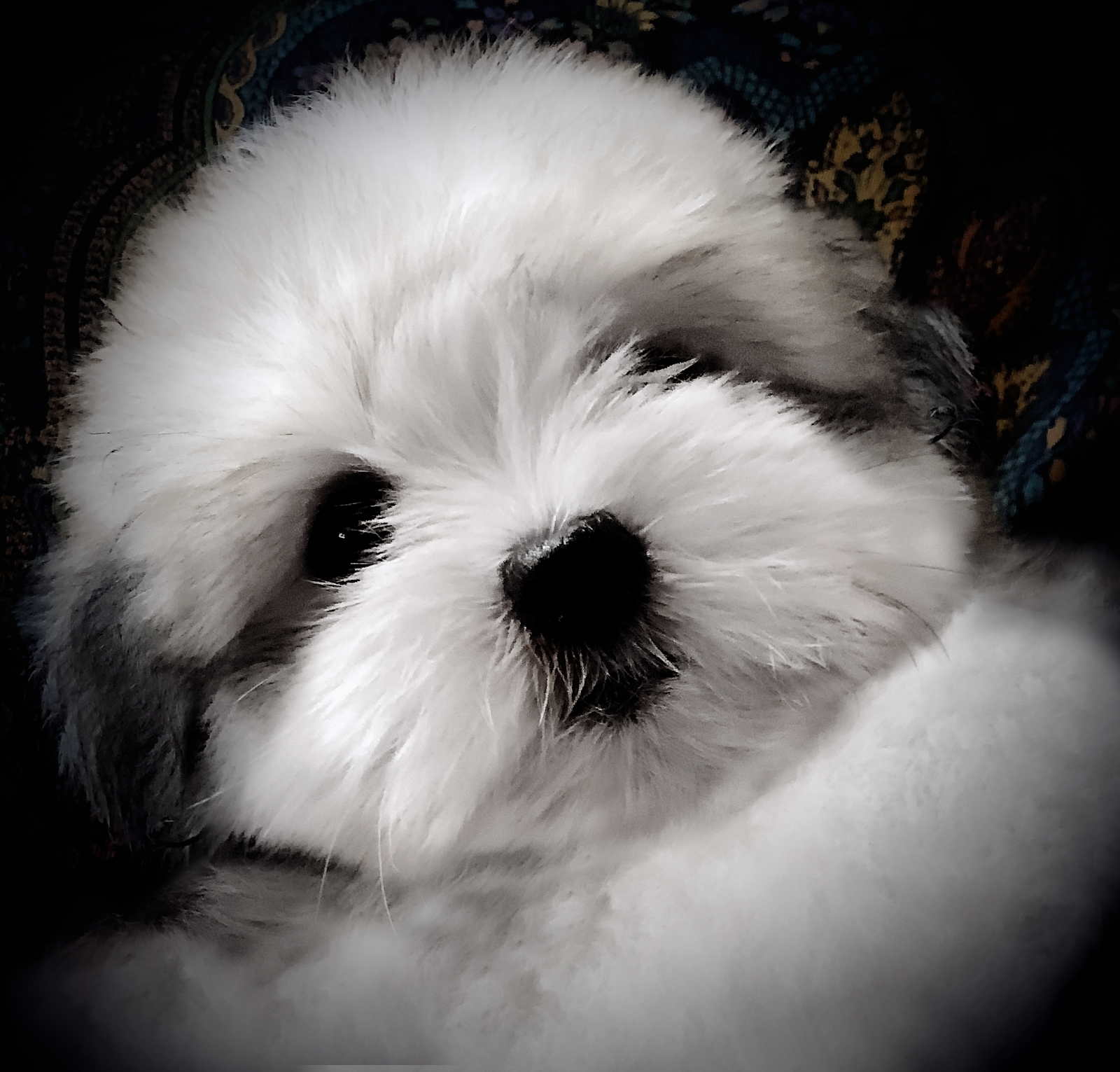 Simply Grand Coton de Tulear puppies, Coton de Tulear breeder, Coton