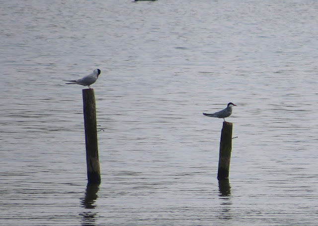 Common and Whiskered Tern - Sandbach Flashes, Cheshire