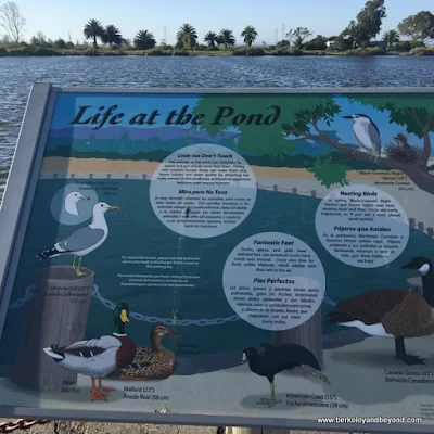 bird description sign at Palo Alto Duck Pond in Palo Alto, California