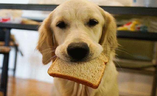 Can Dogs Eat Bread? Is Bread Safe For Dogs?
