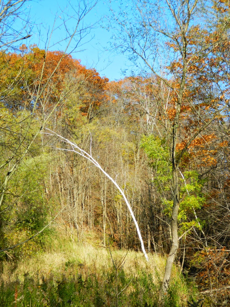 Leaning White Birch Betula papyrifera Taylor Creek Park by garden muses-not another Toronto gardening blog Leaning White Birch Betula papyrifera Taylor Creek Park by garden muses-not another Toronto gardening blog