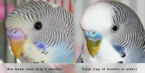How Can You Tell How Old Your Budgie Is 90