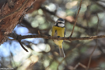 Mallerenga blava (Cyanistes caeruleus)