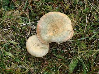 Lactarius deliciosus DSC128927