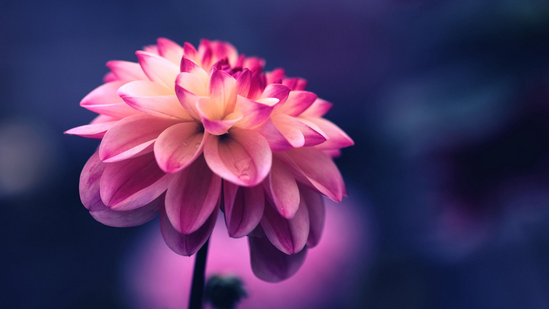 closeup view of pink petals flower in blur blue background 4k HD flowers Wallpaper