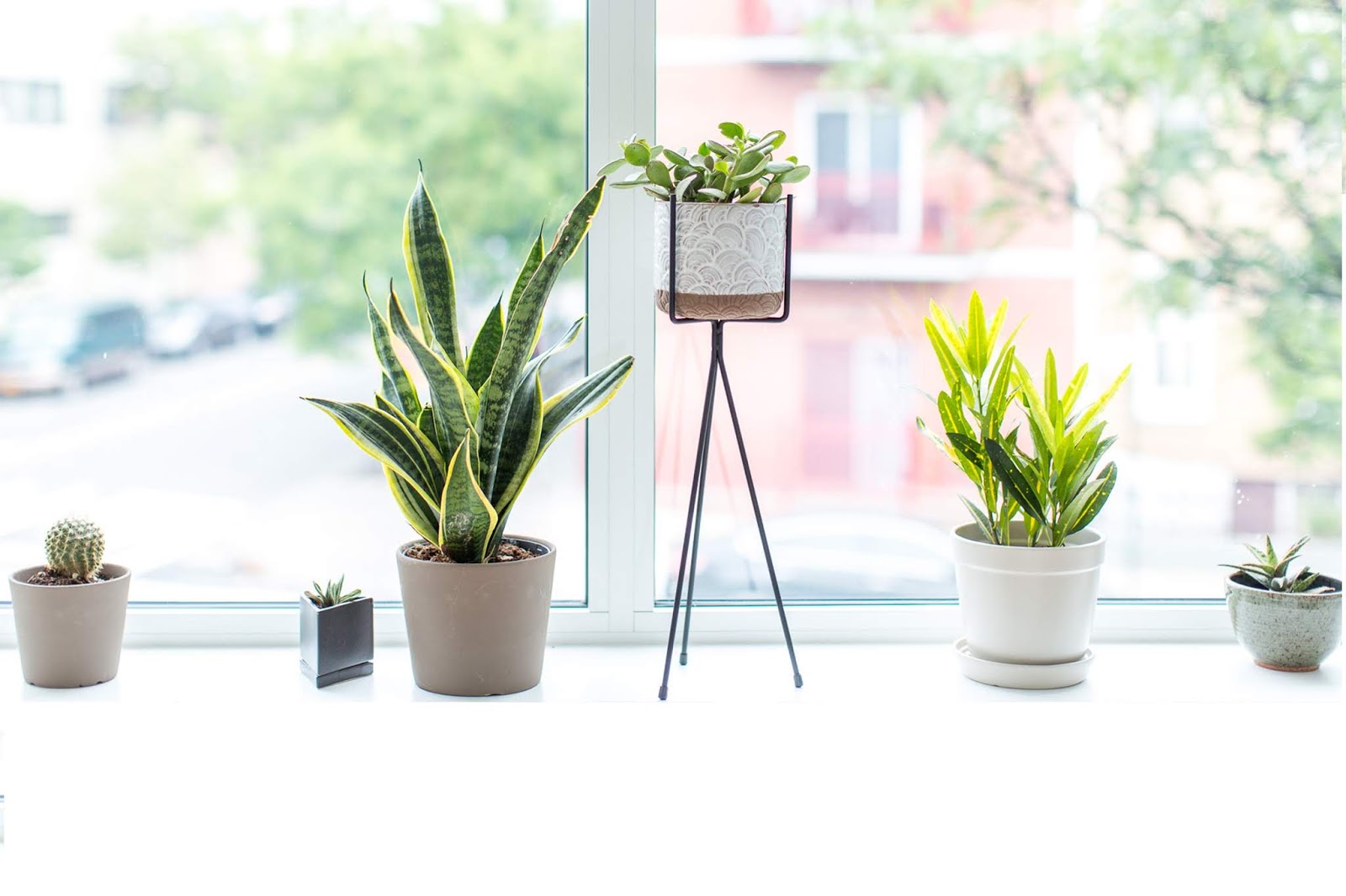 Tips merawat tanaman  indoor