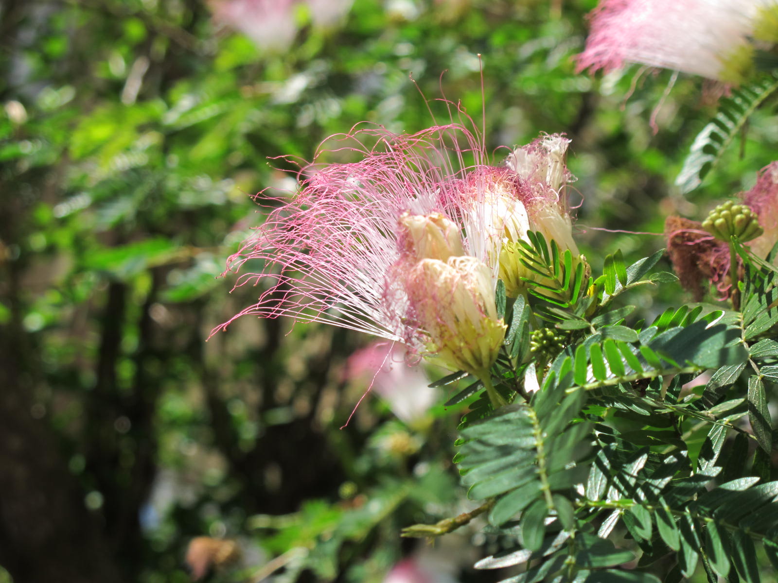 The Flowering plants - Leguminosae - Fabaceae: Fabaceae - Calliandra ...