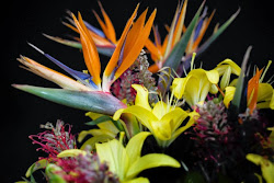 paradise flying bird photograph