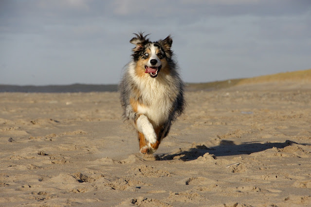 L'HISTOIRE GÉNÉRALE DES CHIENS