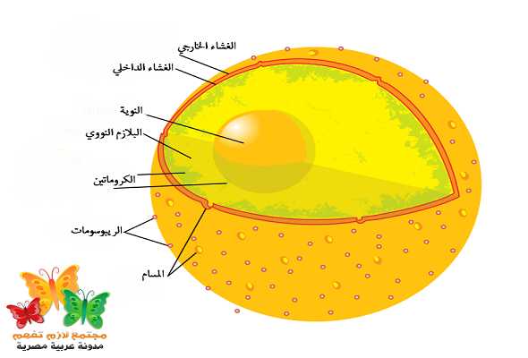 أي أجزاء الخلية يقوم بوظيفة التحكم في نشاطات الخلية؟