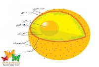 ما هي النواة - (تعريف - مكونات - عدد - وظيفة)