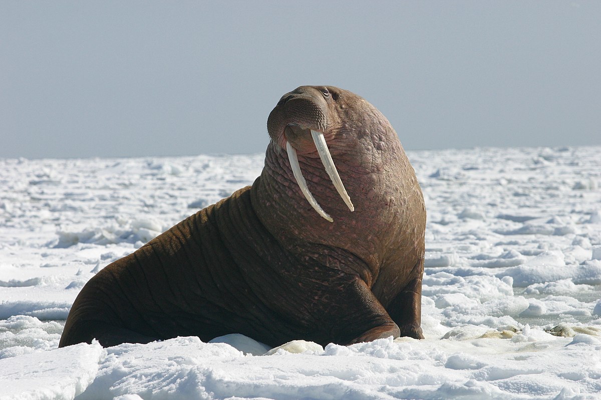 How are Walruses affected by climate change? facts about Walrus