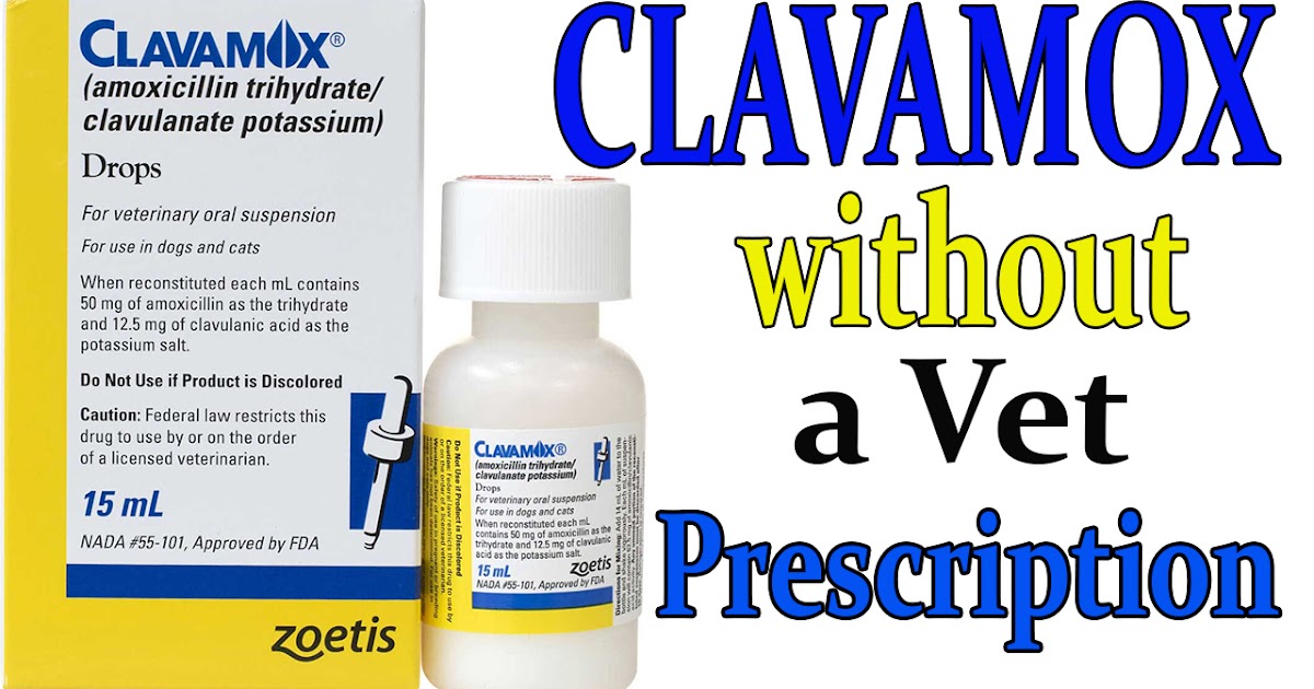 truwyre wire fox terriers