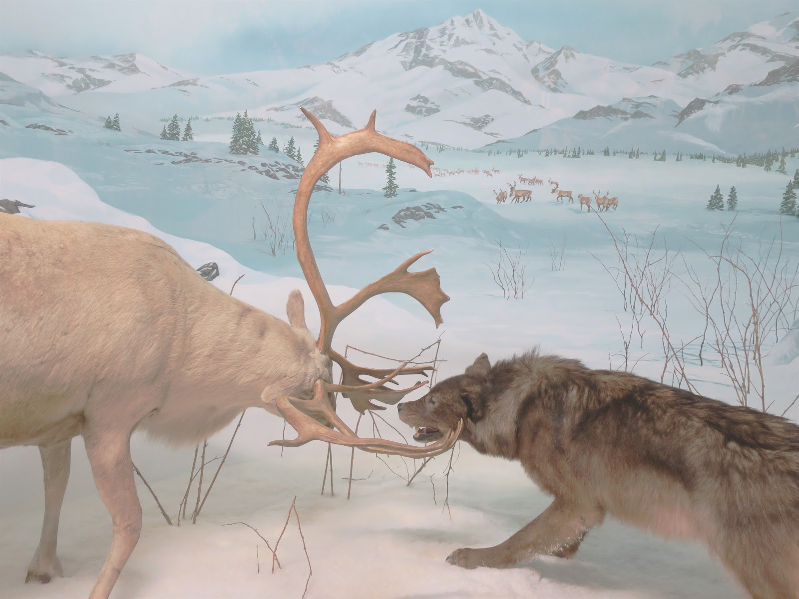 Living Rootless: Tucson, AZ: International Wildlife Museum