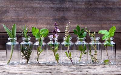 Ces plantes aromatiques et médicinales ne devraient pas manquer dans votre cuisine
