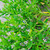 Ternyata Tanaman Dapat Mengenali Saudara Kandungnya