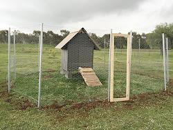 pallet coop chicken simple build craft hen plans safe secure poultry weekend