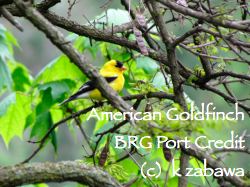 American Goldfinch East Garden