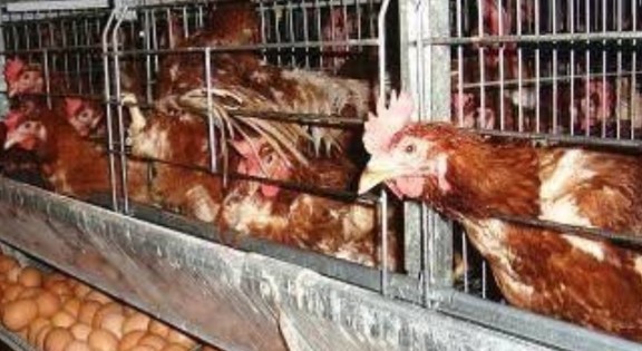 Jenis - Jenis Unggas Petelur Yang Dapat Dijadikan Bisnis - Mengenal