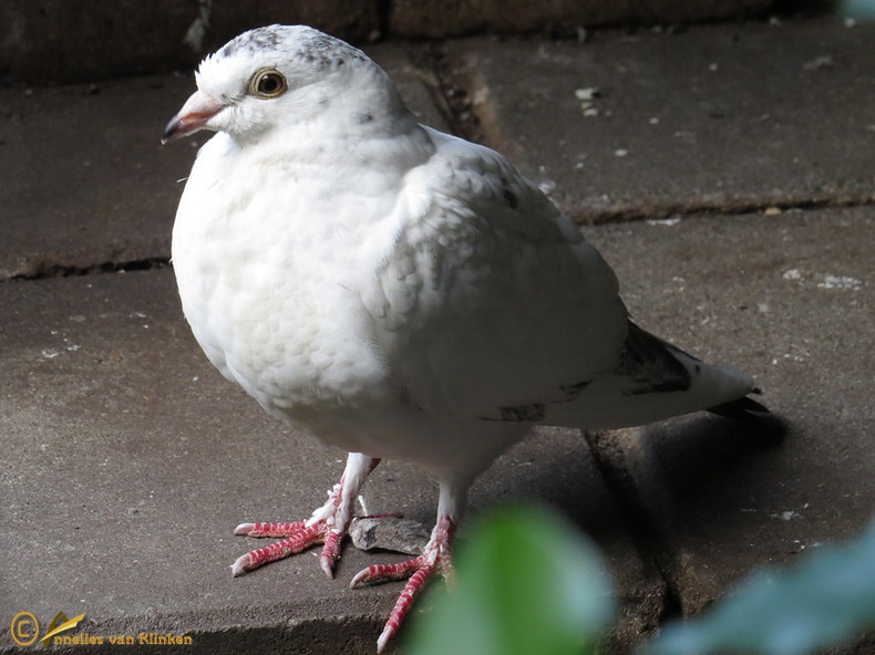 Klinkertjes Blogspot Duif gevonden Klinkertjes Blogspot Duif gevonden