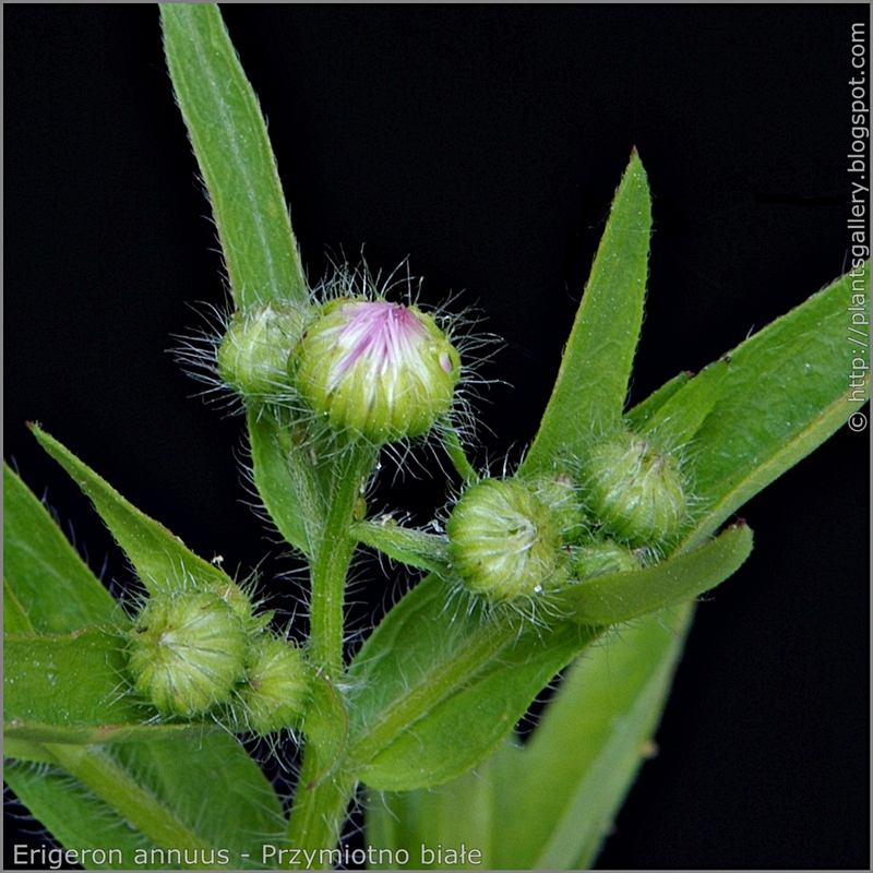 Erigeron annuus flowrs buds - Przymiotno białe pąki kwiatowe