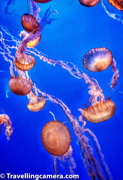 Let's talk about entry ticket price for Monterey Bay Aquarium. Ticket fees as of today are -     Adult. $49.95. (ages 18–64)  Youth. $39.95. (ages 13–17)  Child. $29.95. (ages 5–12, four and under free)  Senior. $39.95. (ages 65+)    Please do visit official website to know latest ticket price.  