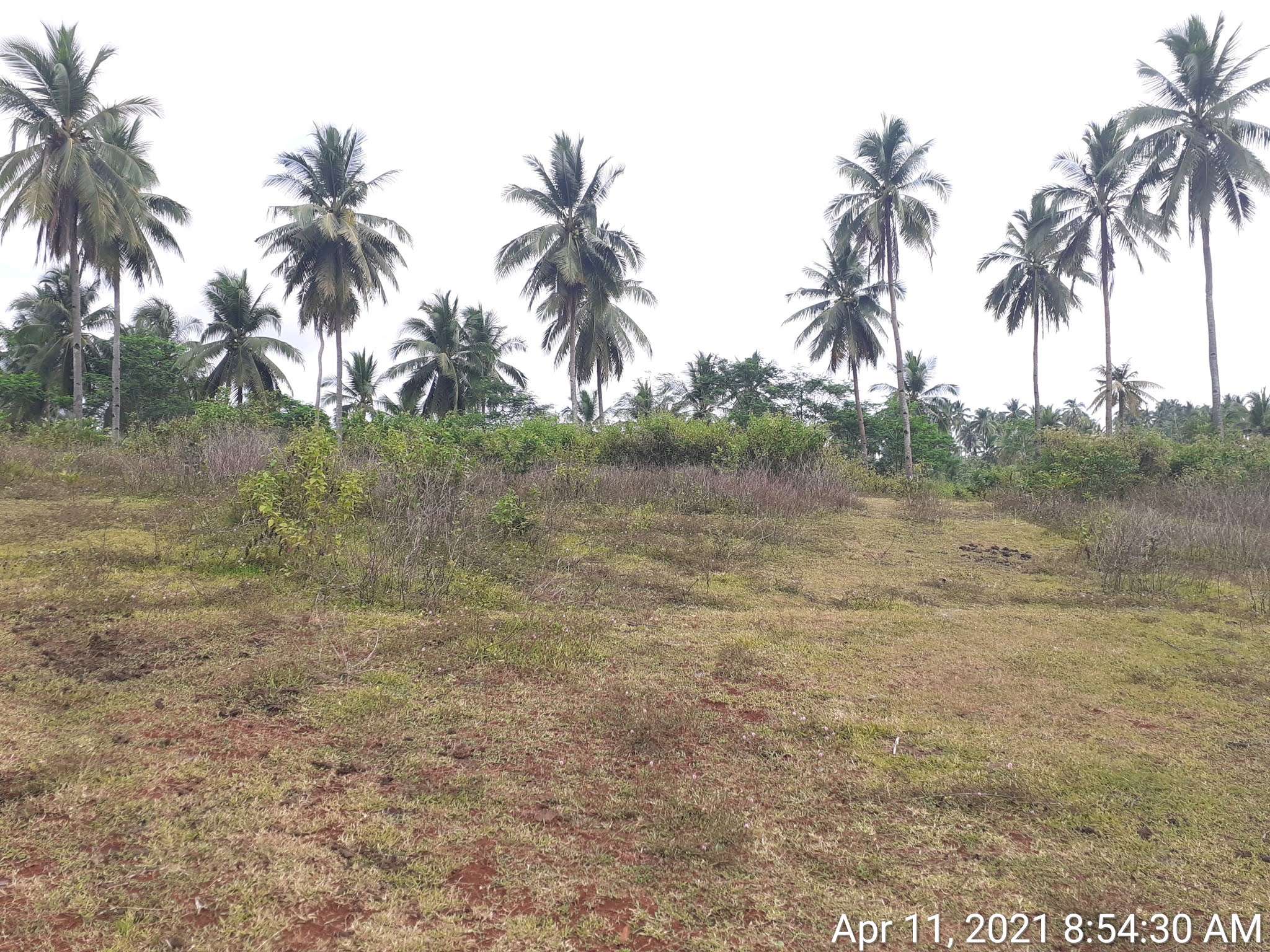 Cagayan de Oro Real Estate Appraisal How to Appraised Agricultural