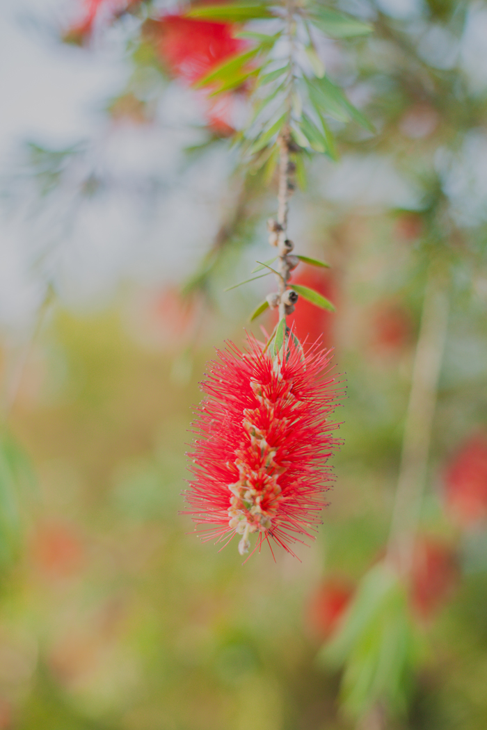 bottle brush red bottlebrush