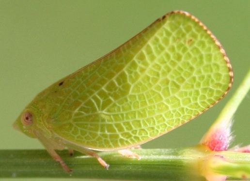 October 2012 - Insects Morphology