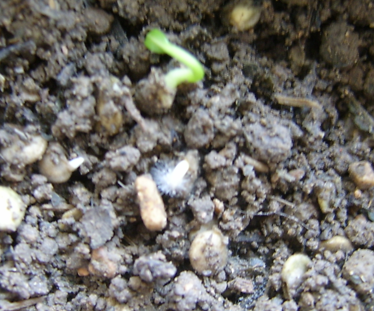 Quelle température pour faire germer des graines ?