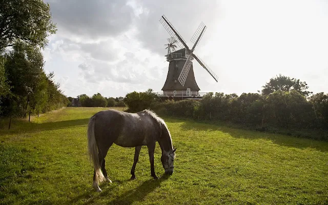 Paard in de wei met molen op de achtergrond