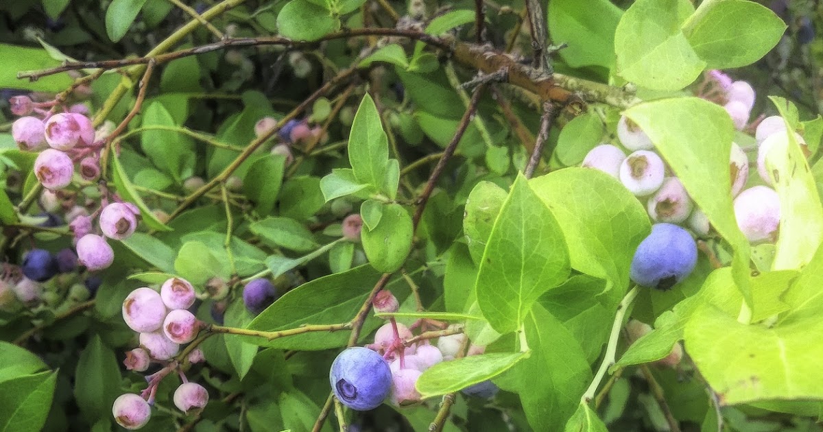 Life 101 Blueberries