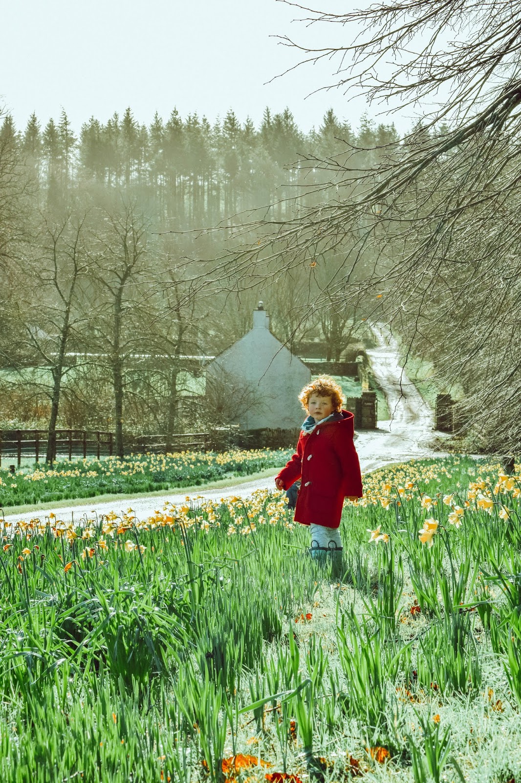 Spring in Ireland Dolly Dowsie
