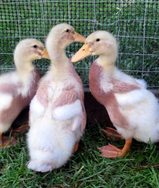 Ducks Molt Too! Fresh Eggs Daily® with Lisa Steele