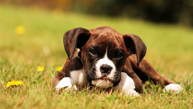 boxer puppy  