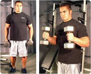 - تمرين سحب البايسبس هامر hammer biceps curls بعمل هذا التمرين على عضله البايسبس والبراكيورادياليز والبراكيالبز - تمرين سحب البايسبس هامر hammer biceps curls بعمل هذا التمرين على عضله البايسبس والبراكيورادياليز والبراكيالبز