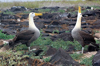 Albatross Esganola Island Galapagos Suarez Point