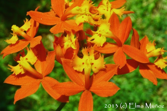 Epidendrum radicans 2013 (c) Elma Muñoz