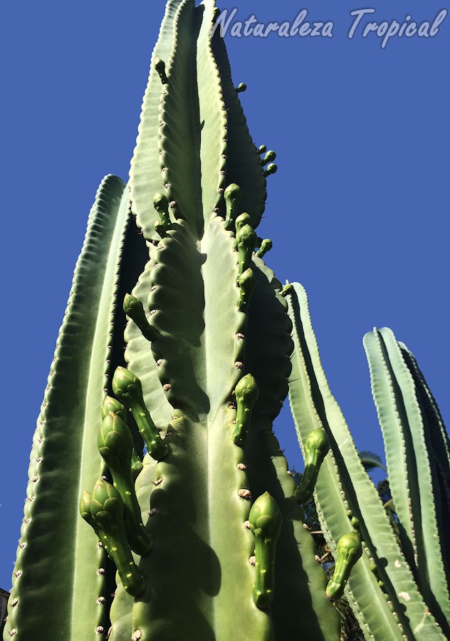 Botones florales en desarrollo del cactus Cereus hexagonus