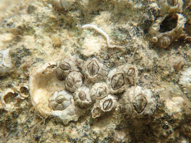 Chthamalus fragilis Chthamalus fragilis