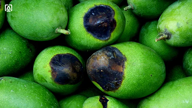 Boron deficiency in mango