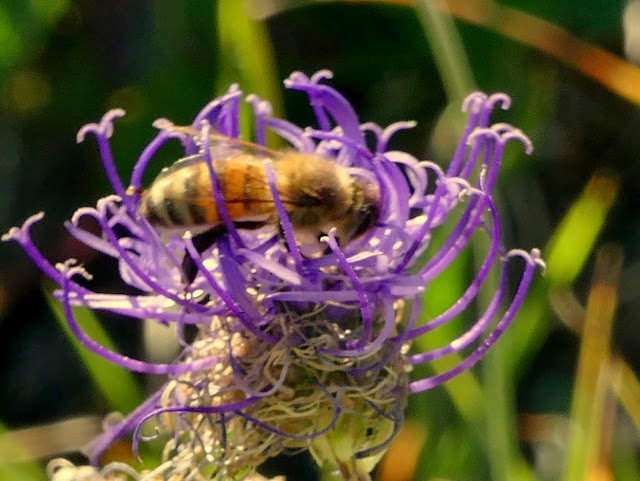 Honey bee on "Pride of Sussex"