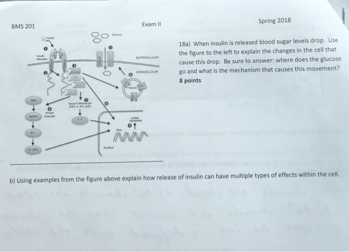 Biology Expert Since1990 what happen when glucose level drop in body