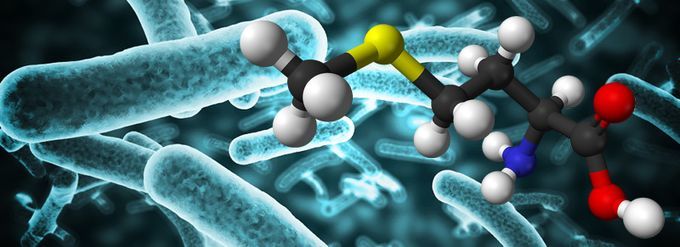 Белок синтезированный бактериями. Белок синтезированный бактериями. Биотехнологический синтез аминокислот. Однокомпонентные ферменты. Белок синтезированный бактериями.