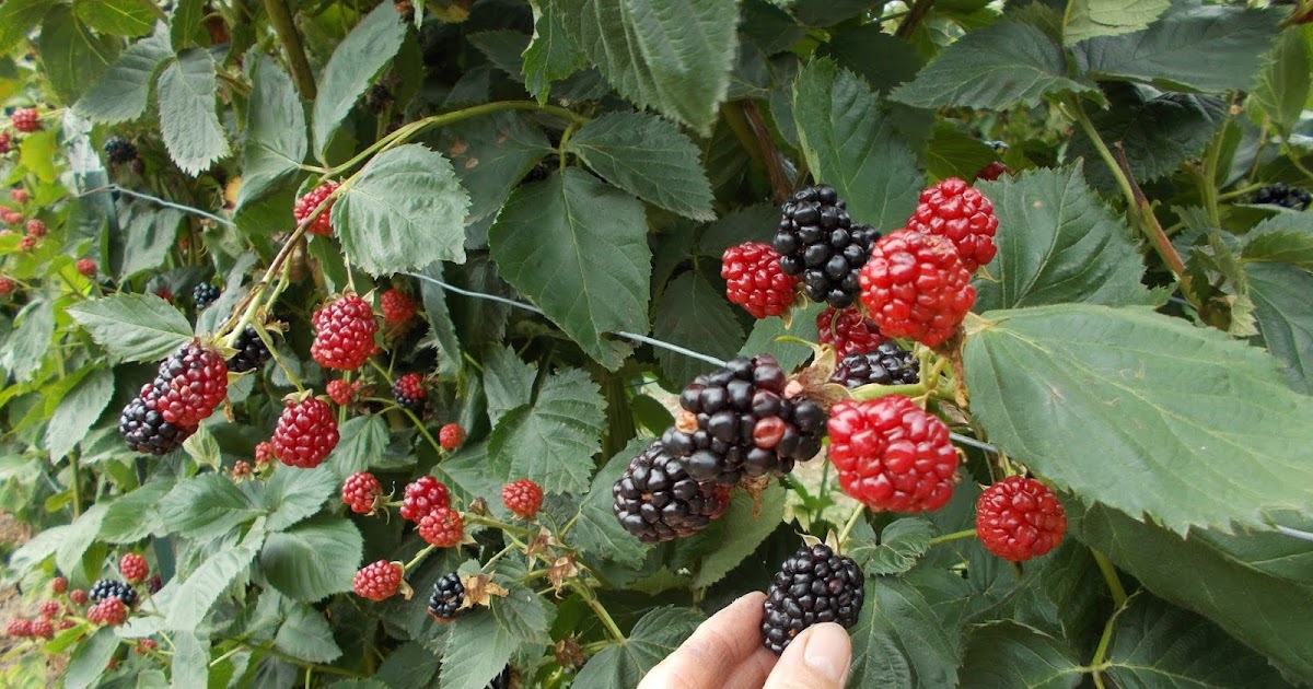 Brenda's Berries & Orchards Pick Blackberries in Early Morning to Beat